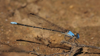 Argia apicalis, male